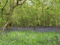 News thumbnail image: Working towards carbon neutrality at BBS