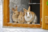 A photo of three rabbits sitting in their hutch