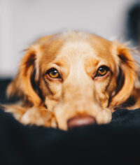 A photo of a kiten siting on a window sill