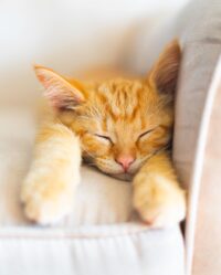 A photo of a sleeping kitten