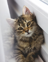 A photo of a kiten siting on a window sill