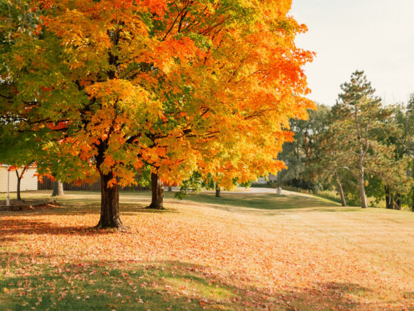 Inheritance tax planning new