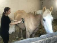 Animal Care photograph.